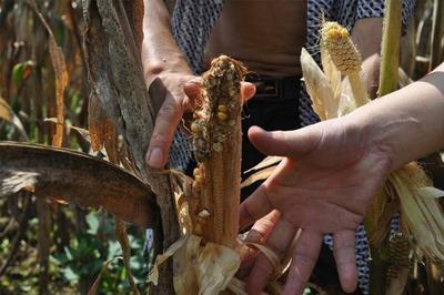 农业部:2018年要减少水稻玉米小麦种植面积,粮食产量会减少吗?